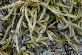 Attēlu rezultāti vaicājumam “Brachythecium albicans”