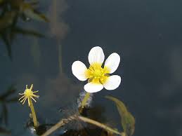 Attēlu rezultāti vaicājumam “Batrachium circinatum flower”