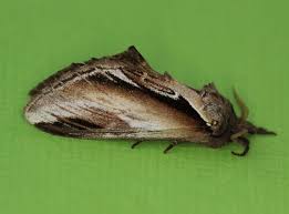 Attēlu rezultāti vaicājumam “Pheosia gnoma”