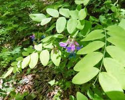 Attēlu rezultāti vaicājumam “Lathyrus palustris leaf”