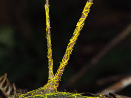 Attēlu rezultāti vaicājumam “Physarum virescens young”