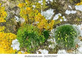 Attēlu rezultāti vaicājumam “Grimmia pulvinata sporophyte”