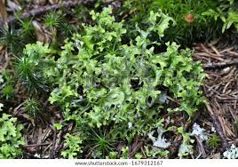 Attēlu rezultāti vaicājumam “Cetraria islandica”