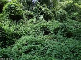 Attēlu rezultāti vaicājumam “Thladiantha dubia”