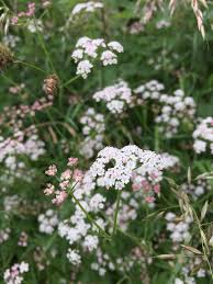 Attēlu rezultāti vaicājumam “Torilis japonica leaf”