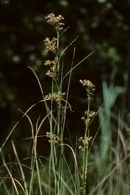 Attēlu rezultāti vaicājumam “Cladium mariscus leaf”