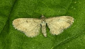 Attēlu rezultāti vaicājumam “Eupithecia satyrata”