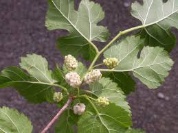 Attēlu rezultāti vaicājumam “Morus alba”