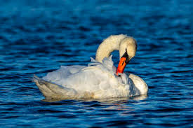 Attēlu rezultāti vaicājumam “Cygnus olor adult”