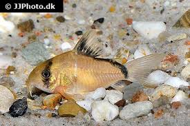 Image result for fish corydoras