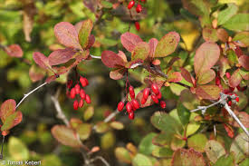 Attēlu rezultāti vaicājumam “Berberis vulgaris”