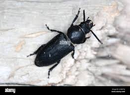 Attēlu rezultāti vaicājumam “Spondylis buprestoides”