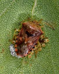 Attēlu rezultāti vaicājumam “Elasmucha grisea imago”