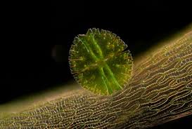 Attēlu rezultāti vaicājumam “Cinclidium stygium macro”