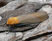 Attēlu rezultāti vaicājumam “Lithosia quadra male”