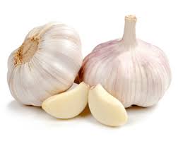 Attēlu rezultāti vaicājumam “Allium sativum”