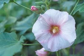 Image result for Alcea (althaea) rosea