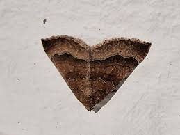 Attēlu rezultāti vaicājumam “Larentia clavaria”