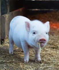 Bildresultat för pigs