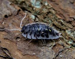 Attēlu rezultāti vaicājumam “Oniscus asellus”