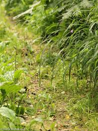 Attēlu rezultāti vaicājumam “Brachypodium sylvaticum”