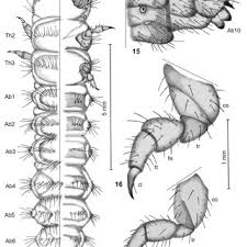 Attēlu rezultāti vaicājumam “Bolitophagus reticulatus imago”