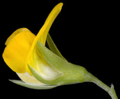 Attēlu rezultāti vaicājumam “Lathyrus palustris bud”