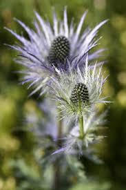 Image result for Blaudistel