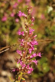 Attēlu rezultāti vaicājumam “Diderma tigrinum stalked”