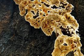 Attēlu rezultāti vaicājumam “Cerrena unicolor”