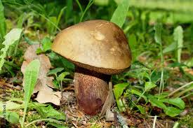 Attēlu rezultāti vaicājumam “Boletus luridus”
