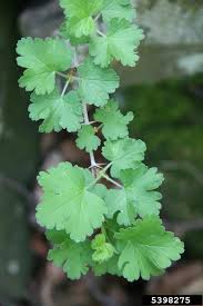 Attēlu rezultāti vaicājumam “Ribes uva-crispa fruit”