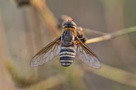 Attēlu rezultāti vaicājumam “Exoprosopa capucina”