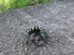 Attēlu rezultāti vaicājumam “Acronicta alni larva”