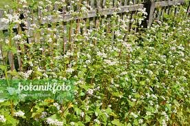 Attēlu rezultāti vaicājumam “Fagopyrum esculentum”