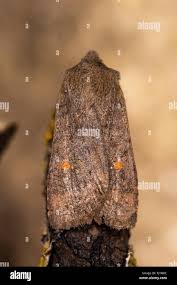 Attēlu rezultāti vaicājumam “Eupsilia transversa”