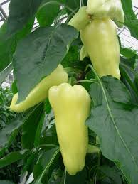 Afbeeldingsresultaat voor hungarian sweet white sweet pepper