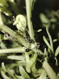 Attēlu rezultāti vaicājumam “Macrosiphoniella absinthii”