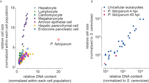Attēlu rezultāti vaicājumam “Diderma umbilicatum plasmodium”