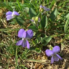 Attēlu rezultāti vaicājumam “Viola hirta leaf”