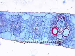 Attēlu rezultāti vaicājumam “Zea mays leaf”