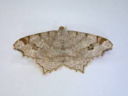 Attēlu rezultāti vaicājumam “Macaria notata”