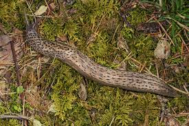 Attēlu rezultāti vaicājumam “Limax maximus”
