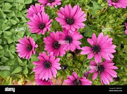 Image result for Dimorphotheca pluvialis