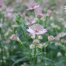 Attēlu rezultāti vaicājumam “Astrantia major flower”