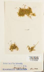 Attēlu rezultāti vaicājumam “Brachytheciastrum velutinum”