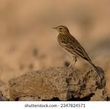 Attēlu rezultāti vaicājumam “Anthus trivialis”