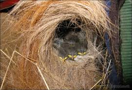 Attēlu rezultāti vaicājumam “Troglodytes troglodytes nest”