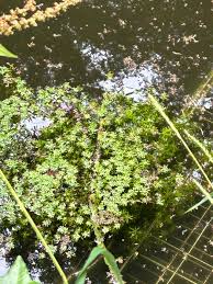 Attēlu rezultāti vaicājumam “Callitriche verna flower”