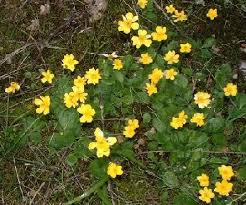 Attēlu rezultāti vaicājumam “Ficaria verna flower”
